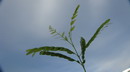 Gleditsia triacanthos